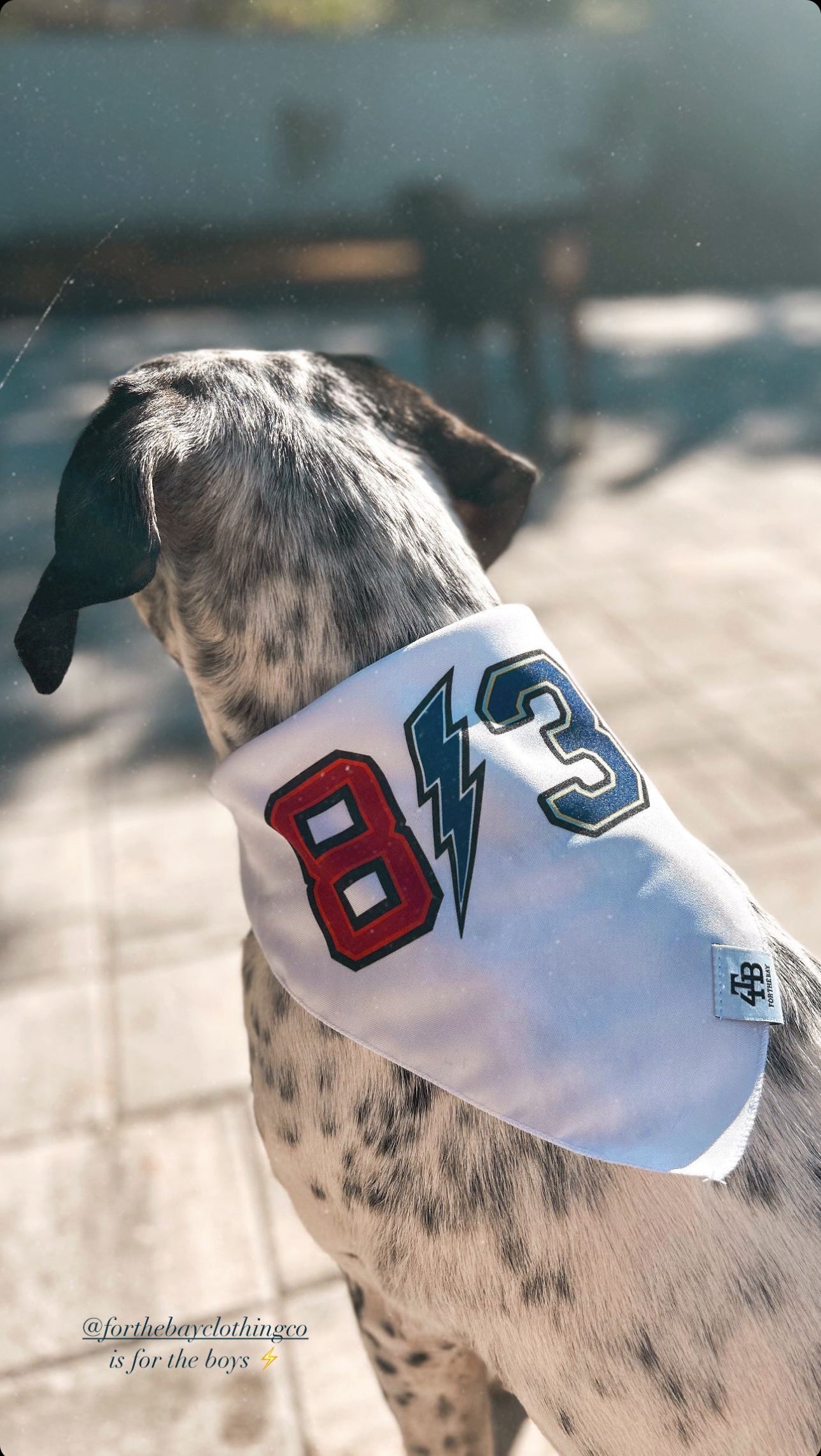 Hudson's bay dog collar hotsell