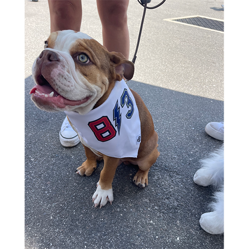 813 Dog Bandana